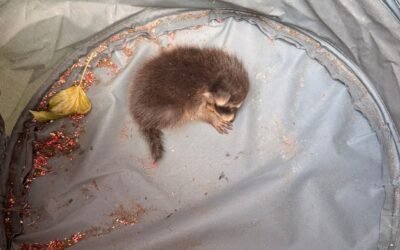Tierrettung Kleintier, Waschbärbaby droht abzustürzen